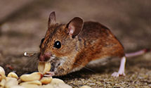 24 Hour & Emergency Exterminators in Caswell Beach, NC